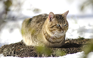 Bezpłatna karma i koncert charytatywny. Giżycko pomaga bezdomnym kotom Bezpłatna karma i koncert charytatywny. Giżycko pomaga bezdomnym kotom
